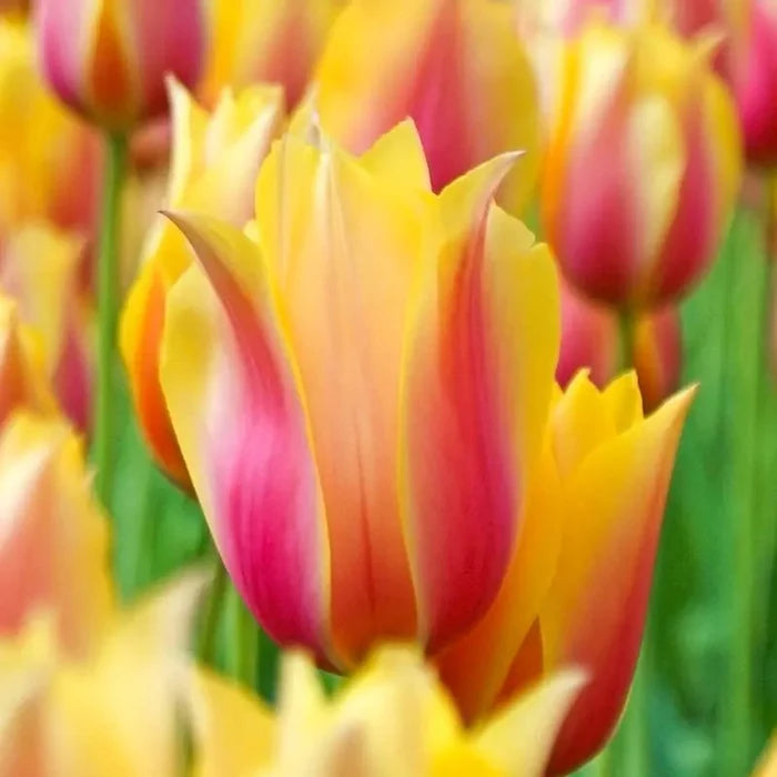 Blushing Beauty Tulip
