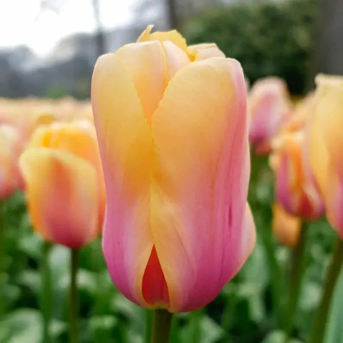 Blushing Tulip Impression