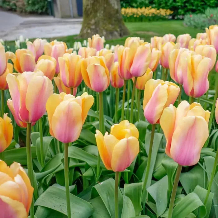 Blushing Impression Tulip