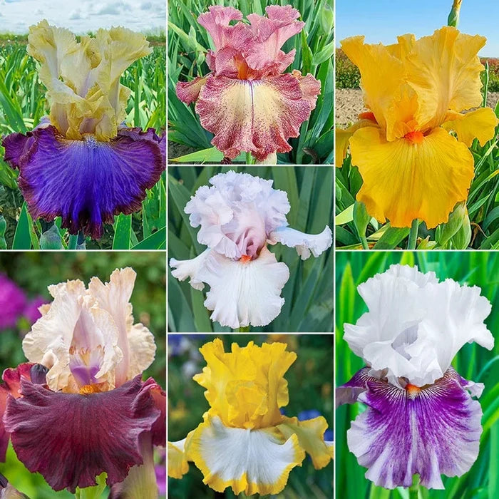 Breck's® Rainbow Iris Collection