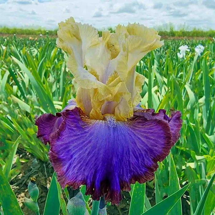 Breck's® Rainbow Iris Collection
