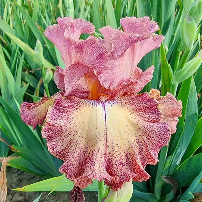 Breck's® Rainbow Iris Collection