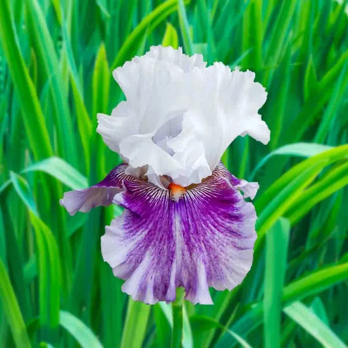 Breck's® Rainbow Iris Collection