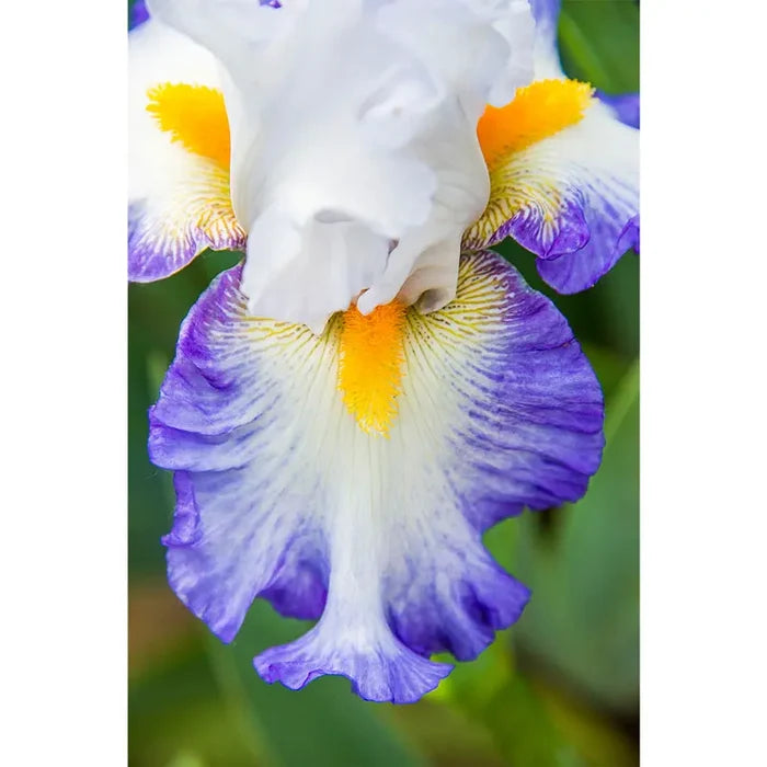 Brilliant Idea Bearded Iris