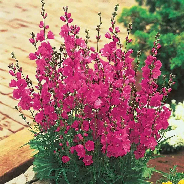 Brilliant Miniature Hollyhock