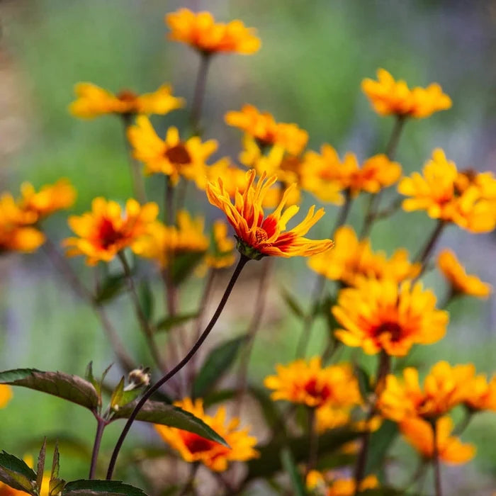 Burning Hearts False Sunflower