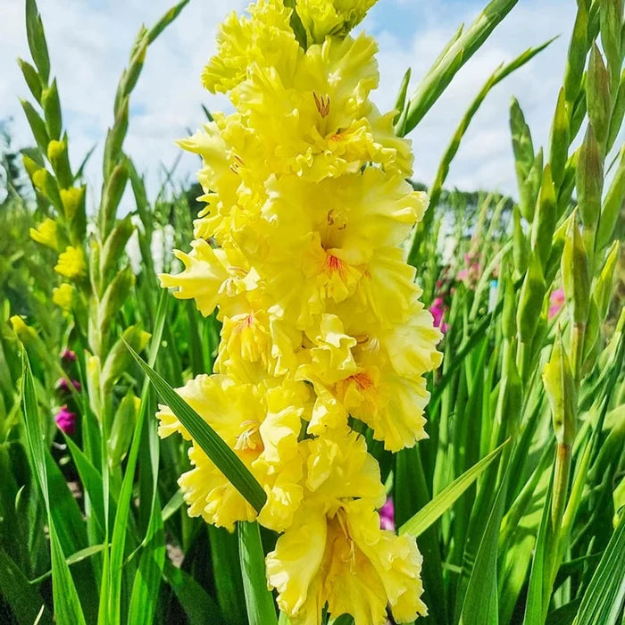 Burning Sunrays Gladiolus