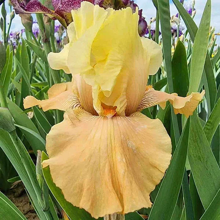 Butter Me Up Bearded Iris