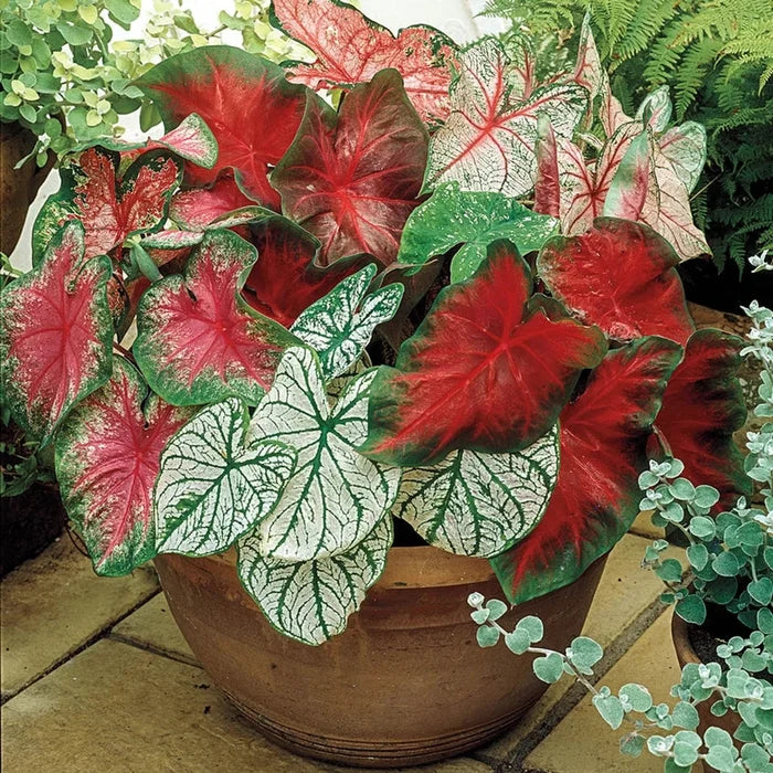 Caladium Mixture