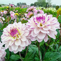 Candlelight Fiery Pearl Dahlia