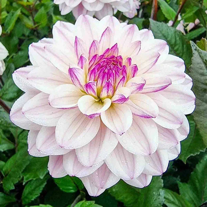Candlelight Fiery Pearl Dahlia