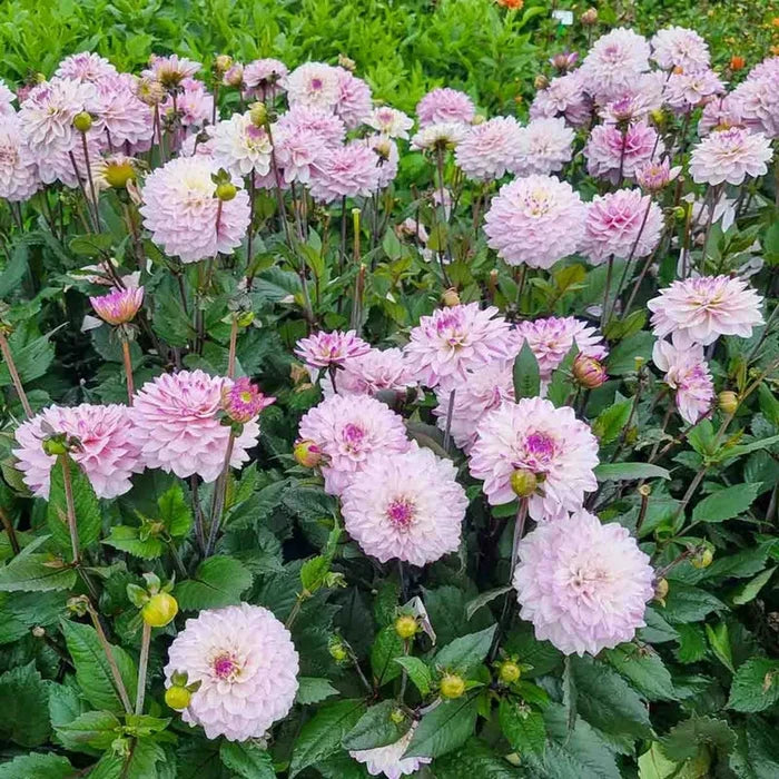 Candlelight Fiery Pearl Dahlia
