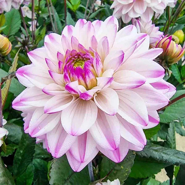Candlelight Fiery Pearl Dahlia