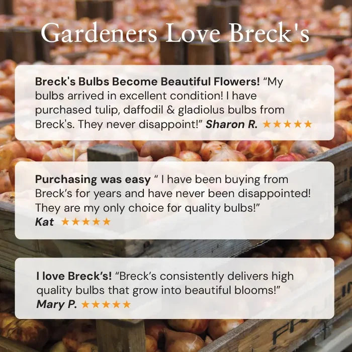Candy Prince Tulip