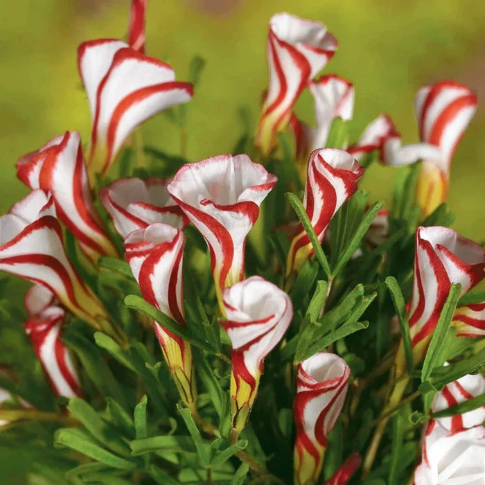 Candycane Sorrel