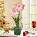 Caprice Amaryllis Single & Triple in Foil Wrapped Pot