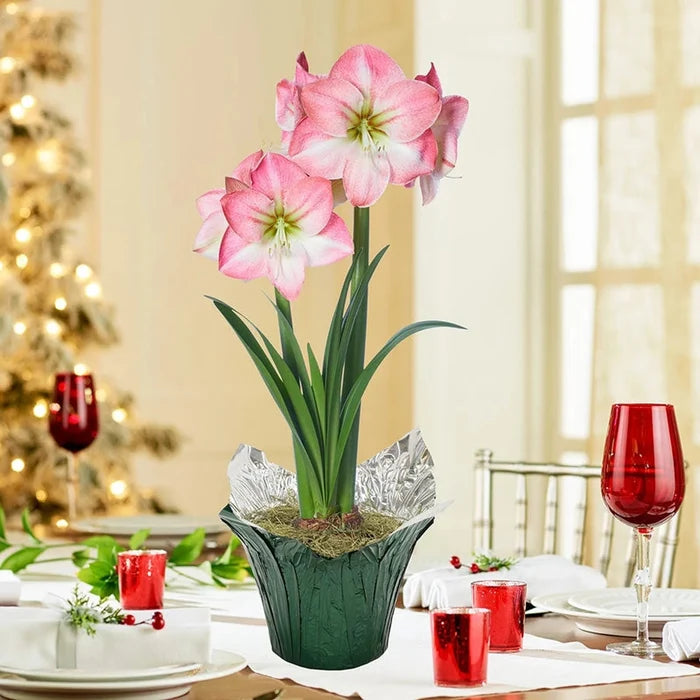 Caprice Amaryllis Single & Triple in Foil Wrapped Pot