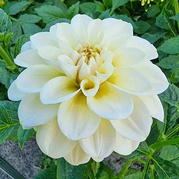 Caramel Antique Dahlia