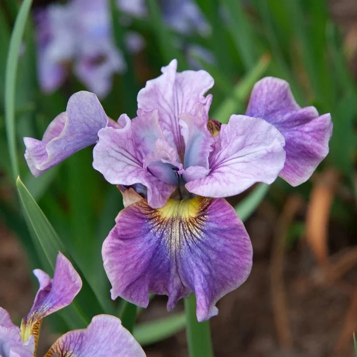 Careless Sally Siberian Iris