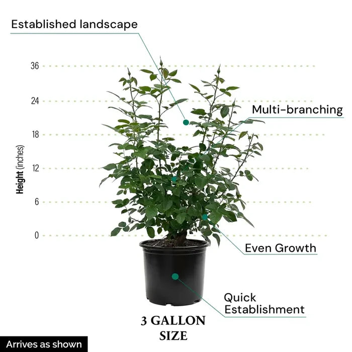 sas rose 3gal - SAS Image