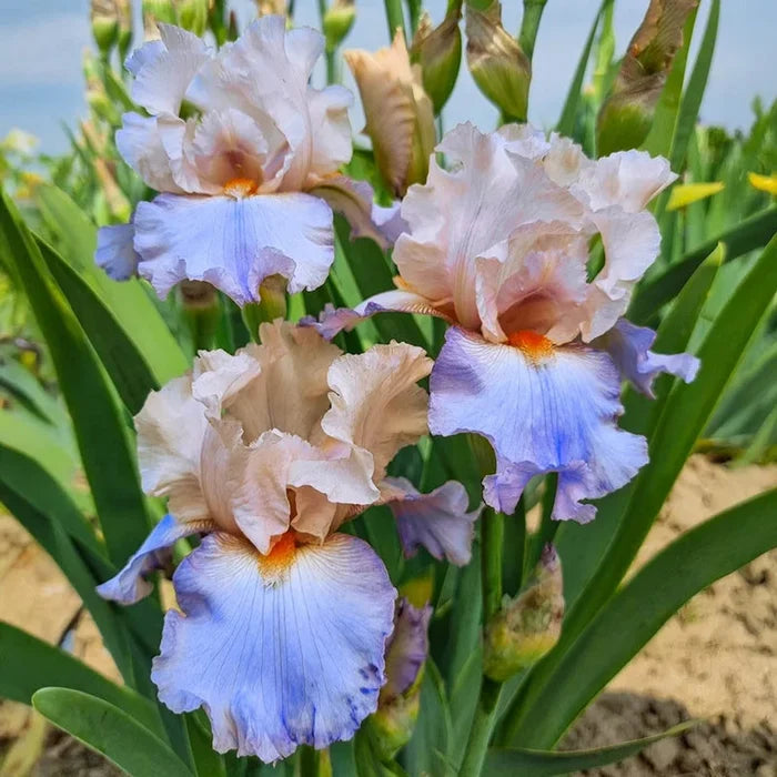 Chasing Rainbows Bearded Iris