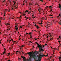 Heuchera Cherry Cola