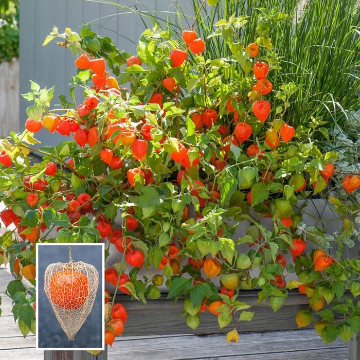 Chinese Lantern