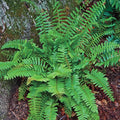Christmas Fern