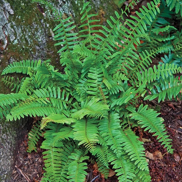 Christmas Fern