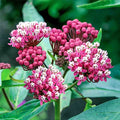 Cinderella Swamp Milkweed