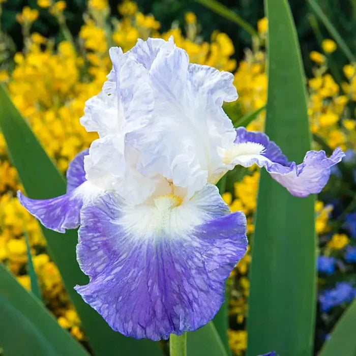 Clarence Reblooming Bearded Iris