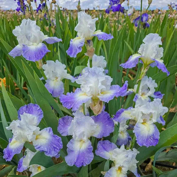 Clarence Reblooming Bearded Iris