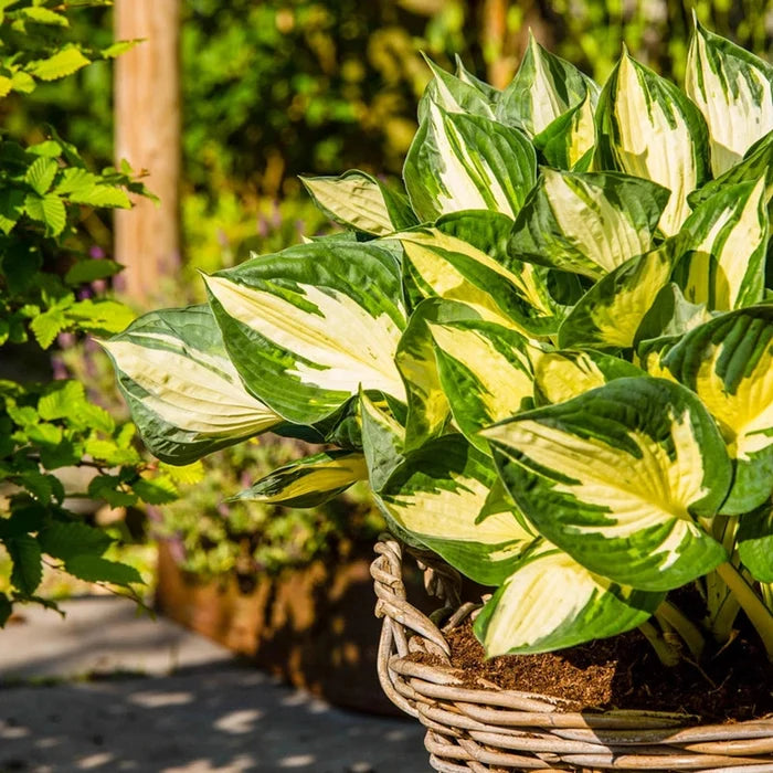 Colored Hulk Hosta