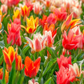 Colour Fun Tulip Mixture