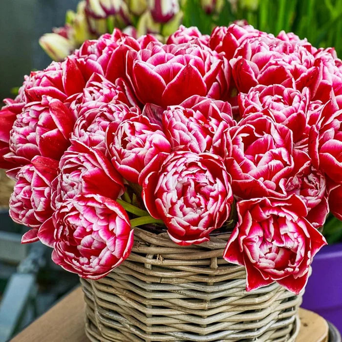 Tulip Columbus