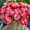 Tulip Columbus