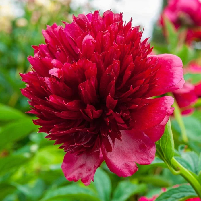Command Performance Peony