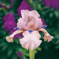 Concertina Reblooming Bearded Iris
