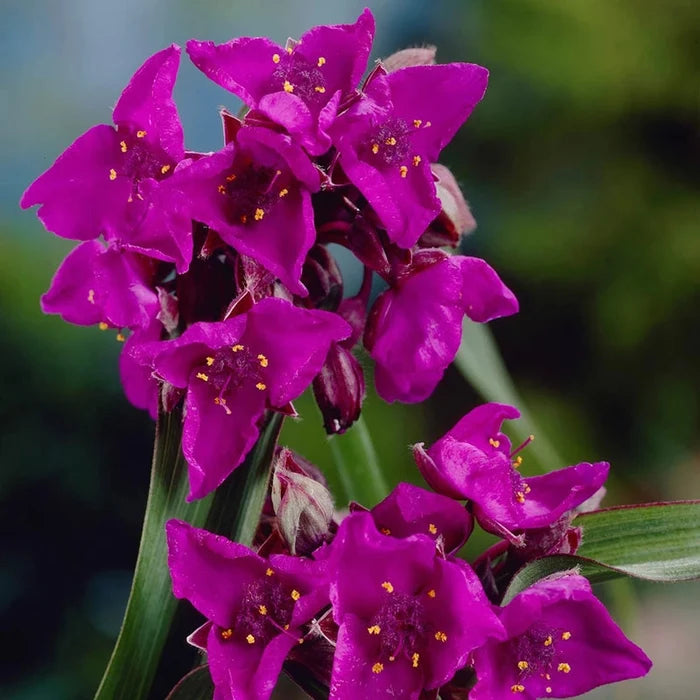 Concord Grape Widowstears