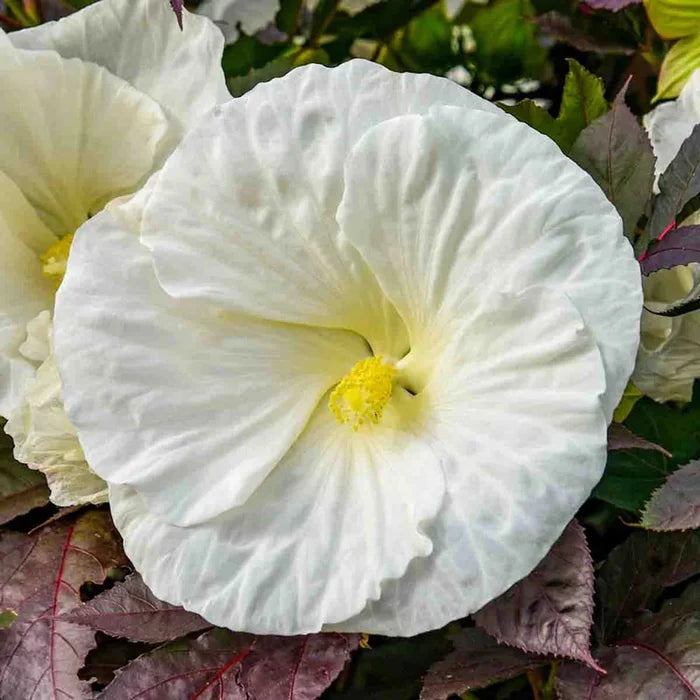 Cookies and Cream Hibiscus