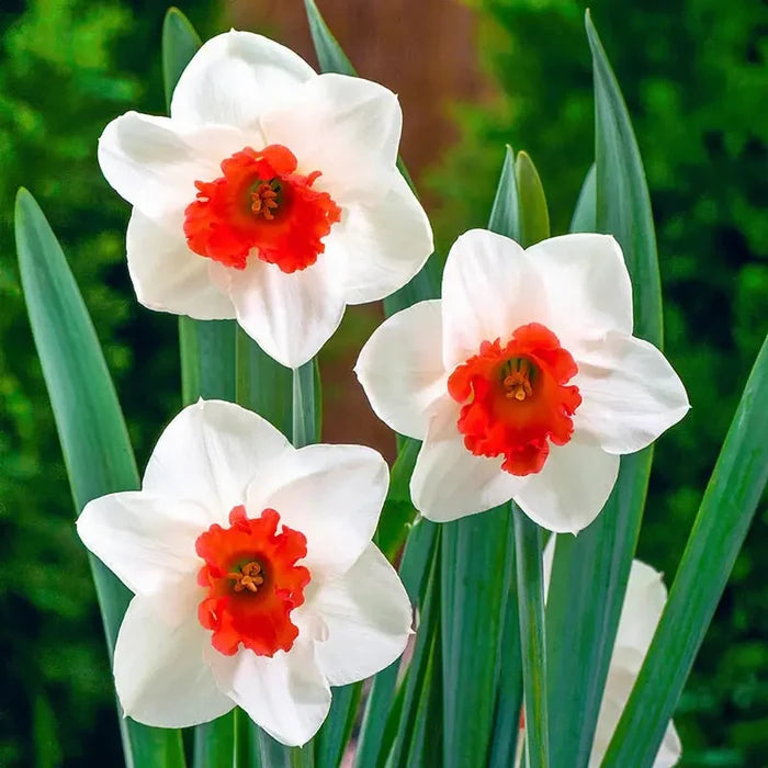 Cool Flame Daffodil