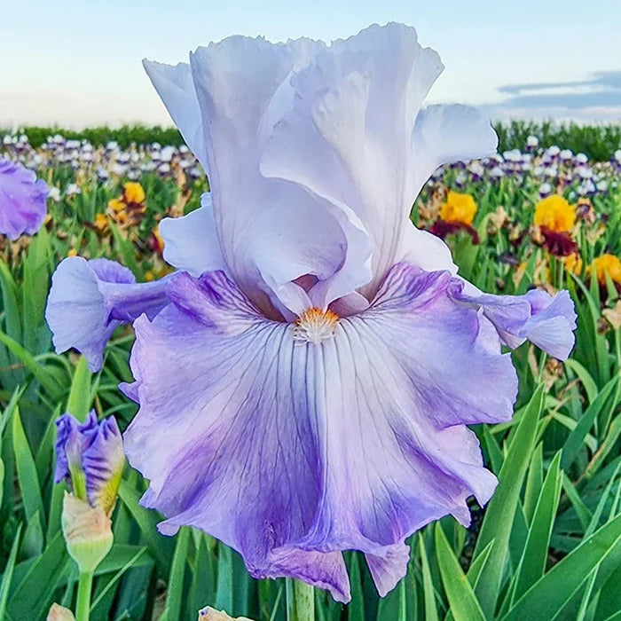 Credentials Bearded Iris