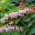 Cupid Bleeding Heart