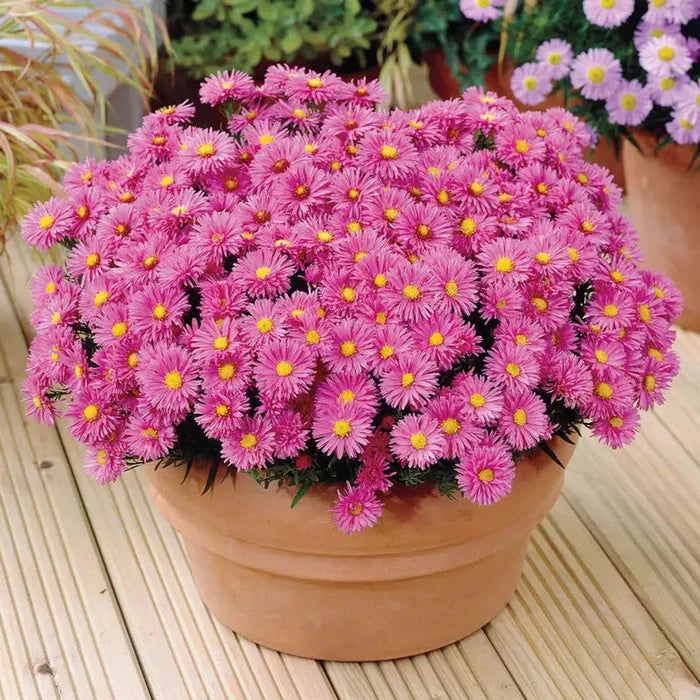 Daisy Aster Collection
