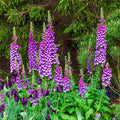Dalmatian Purple Foxglove