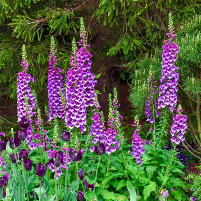 Dalmatian Purple Foxglove