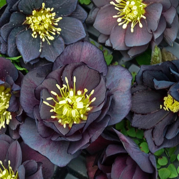 Dark and Handsome Double Helleborus