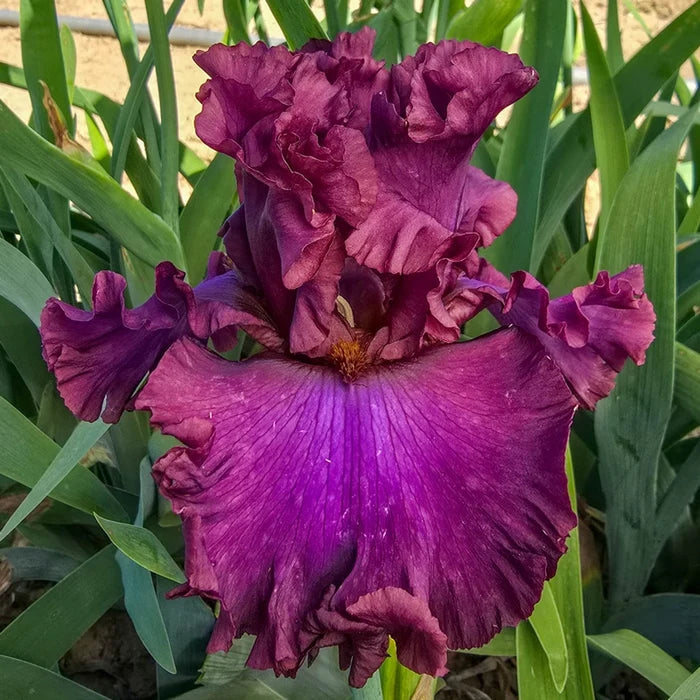 Dash of Burgundy Bearded Iris