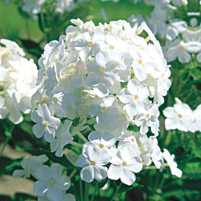 David Phlox