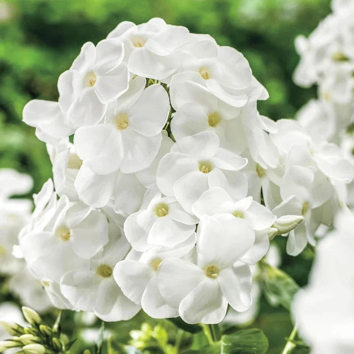 David Phlox